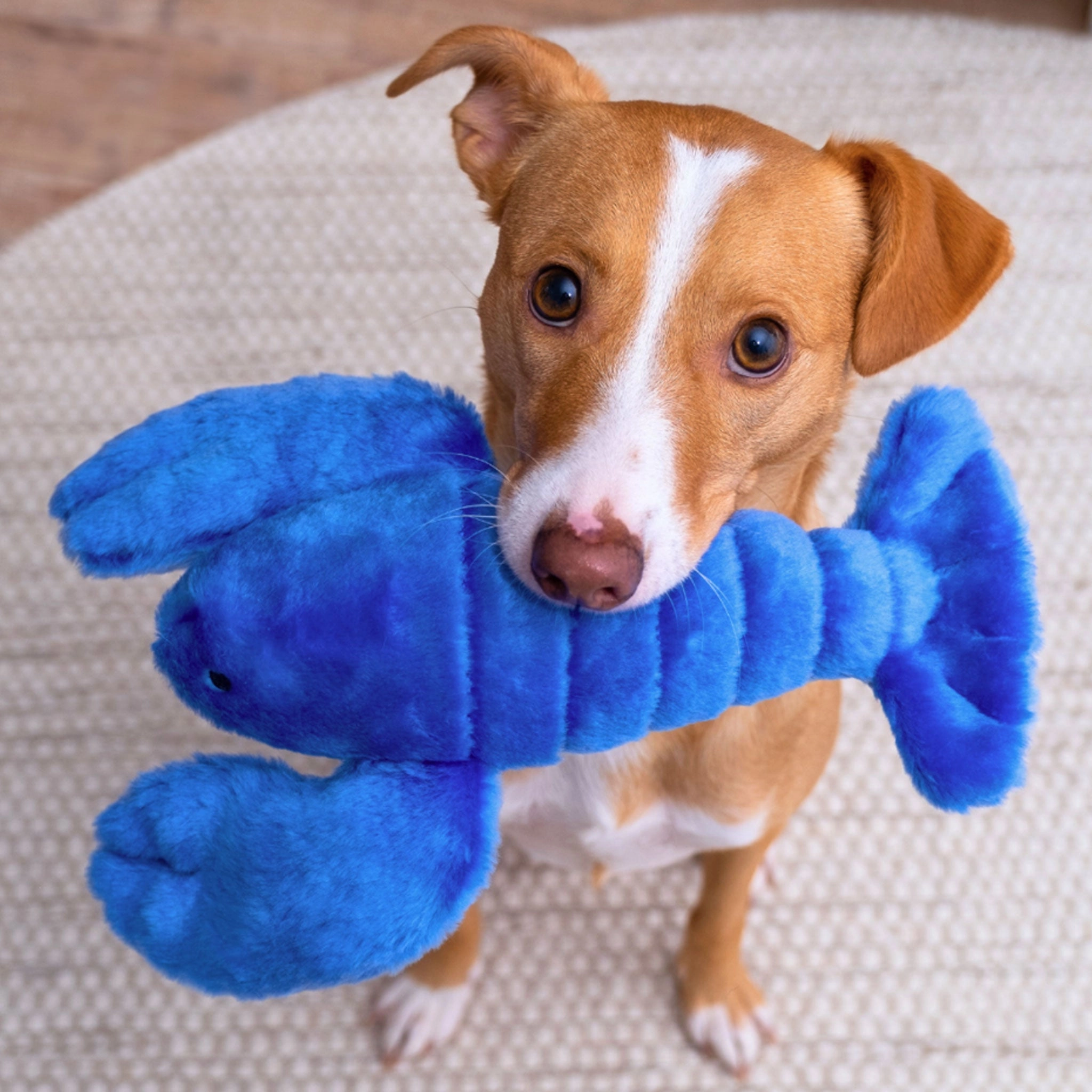 Fluff & Tuff Lucky Lobster Blue Dog Toys