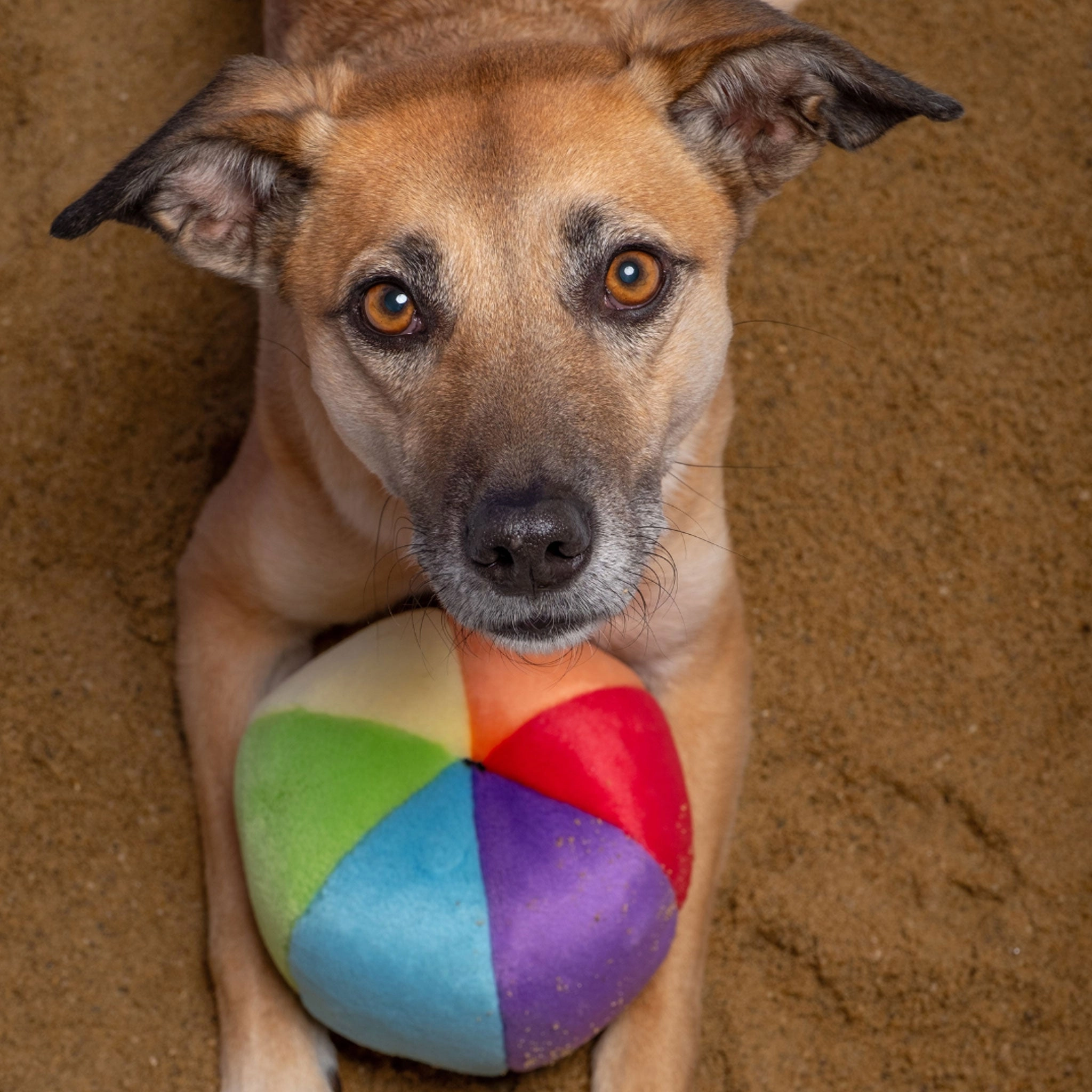 Fluff & Tuff Mini Beach Ball Dog Toy